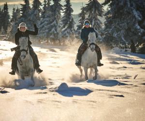 Magisch winteravontuur te paard in Roemeense Karpaten